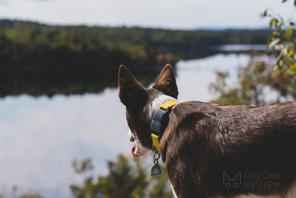 What Is the 3-3-3 Rule for Dogs? A Guide to Helping Your New Pup Adjust