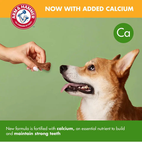 A hand feeding a calcium fortified Arm and Hammer dental treat to a Corgi dog to build strong teeth