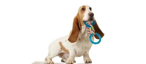 A Basset Hound puppy carrying the Orka Dental Links toy in its mouth against a white background.