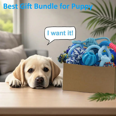 Puppy looking at a gift box filled with blue teething toys and durable rope chews