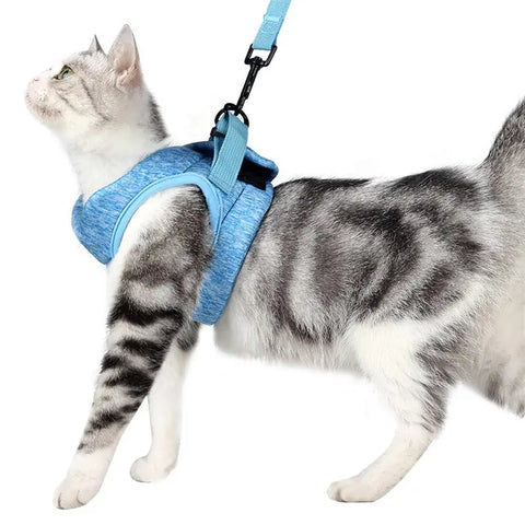 Cat wearing a blue harness and leash on a white background.