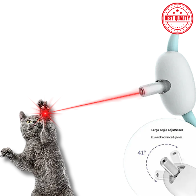 cat playing with laser