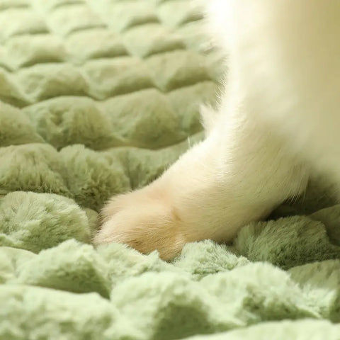 Close-up of dog's paw on a textured green surface.