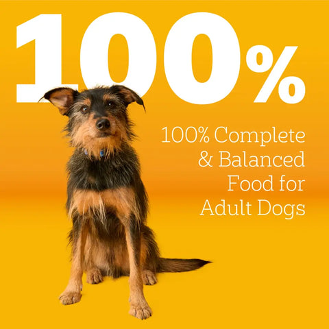 Small terrier mix dog next to text highlighting 100% complete and balanced nutrition for adult dogs.