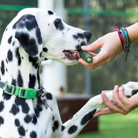 A Dalmatian dog being fed an Ark Naturals Brushless Toothpaste dental chew by its owner.
