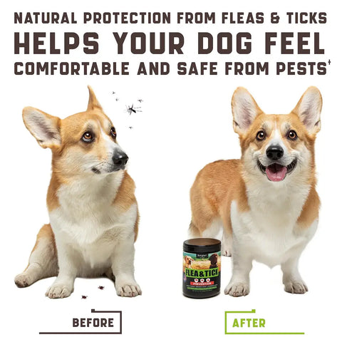 Dog before and after comparison for flea and tick control.