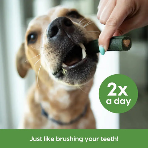 Close up of a dog chewing an Ark Naturals dental chew with text "2x a day" for effective dental care.