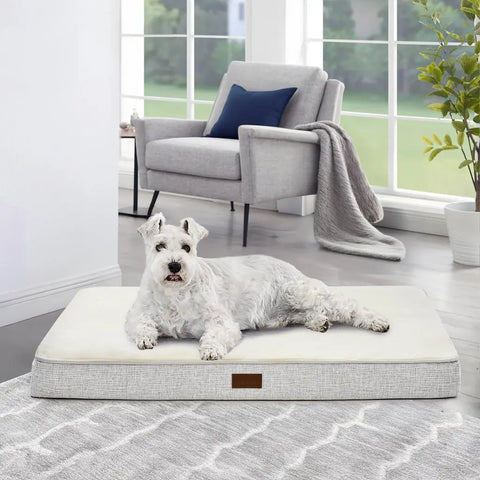 Dog lying on a large pet bed in a room with chair and window.