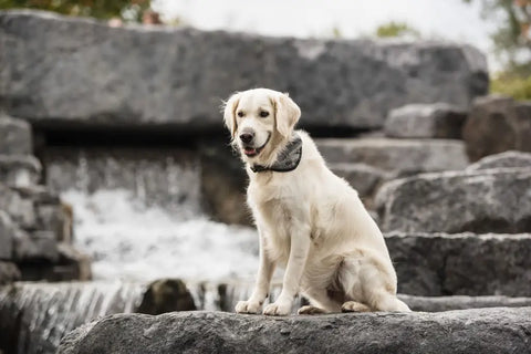 Dog sitting on rocks with a waterfall in the background.