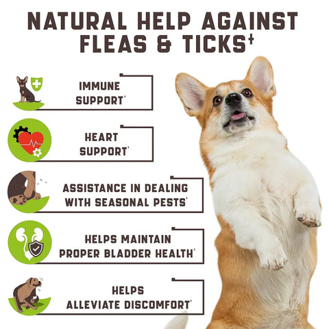 Dog standing with text about natural flea and tick remedies benefits.