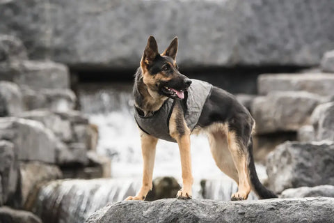 Dog wearing a gray vest standing on rocks with water.