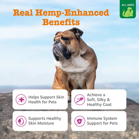 An English Bulldog sitting outdoors on a rock, highlighting Zesty Paws Hemp Elements benefits for a soft, silky coat and immune system support.