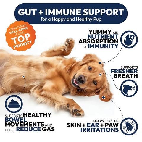 Happy Golden Retriever lying on its back illustrating dog health benefits: nutrient absorption, healthy bowel movements, reduced gas, fresher breath, and skin irritation relief.