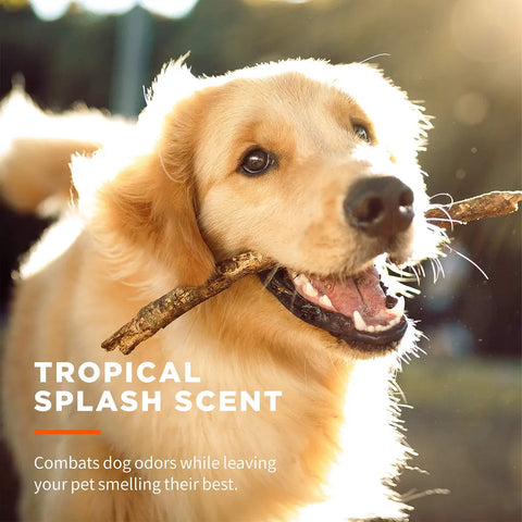 Happy Golden Retriever dog holding a stick outdoor representing Tropical Splash scent