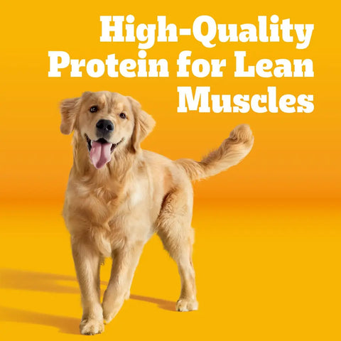 Happy Golden Retriever dog standing against a yellow background emphasizing high-quality protein for lean muscles.