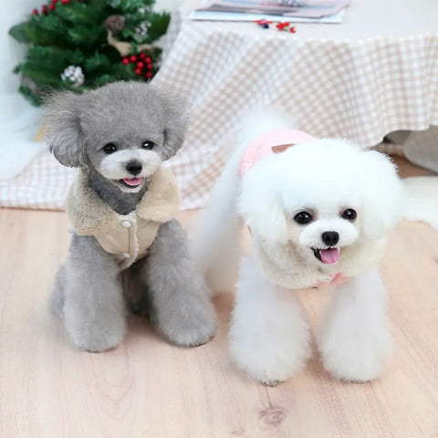 Gray and white small dogs wearing cozy quilted coats for a festive holiday scene