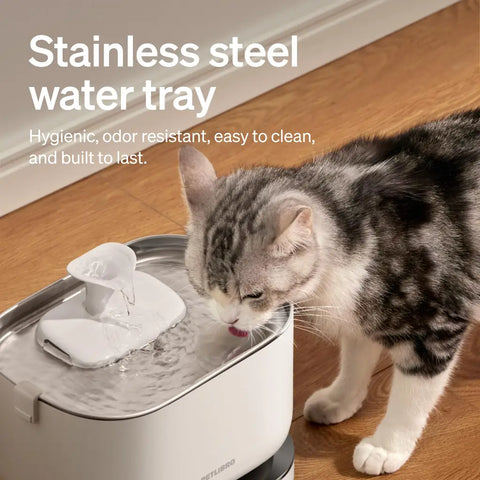 Close-up of a cat drinking from a hygienic stainless steel water tray on a PETLIBRO fountain.
