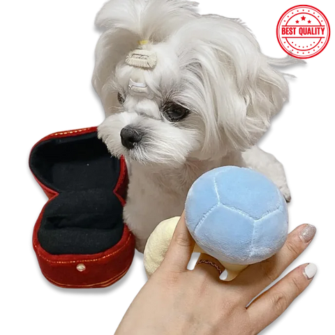 Small white dog with a blue ball and red container on a white background