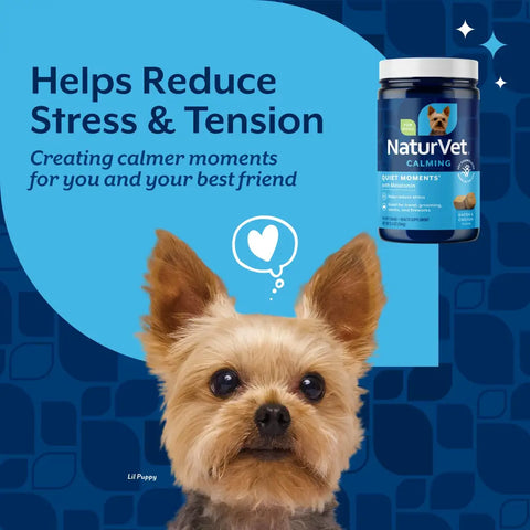 Small Yorkshire Terrier puppy looking calm next to a bottle of NaturVet Quiet Moments calming chews for reducing dog stress.