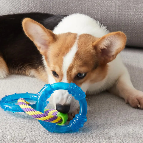 A Corgi puppy laying down and chewing on the blue rubber and purple rope links to soothe teething.