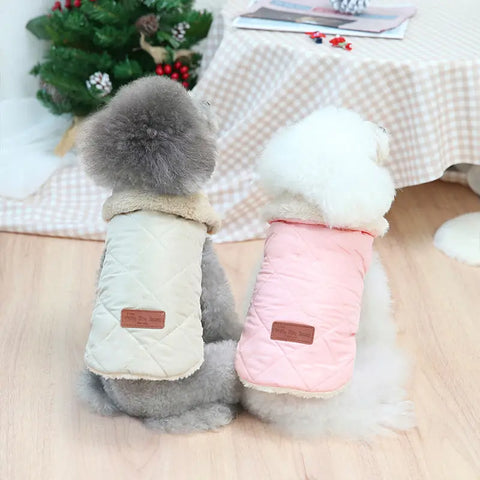 Two small dogs wearing cozy quilted jackets sitting together for a warm holiday scene