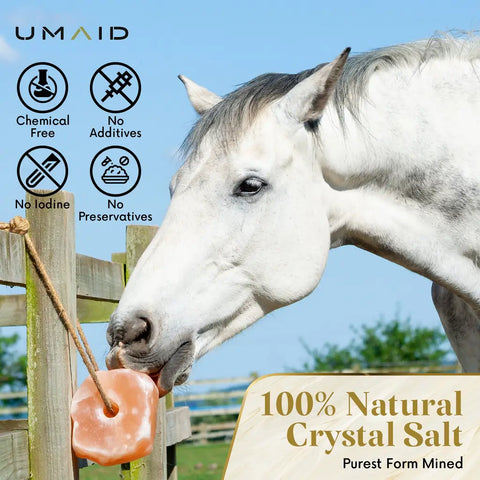 White horse eating a 100% natural crystal salt block.