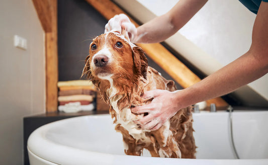 Unlock Better Pet Care with PawVortex