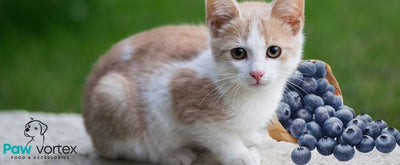 Can Cats Eat Blueberries? A Healthy Treat or a Feline No-No?