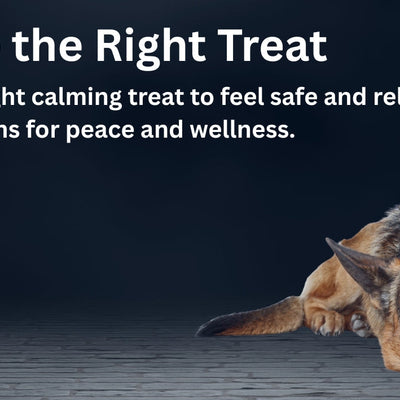Top 6 Calming Treats for Dog Anxiety (USA, 2025)