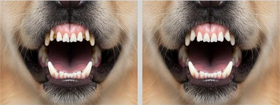 The Ultimate Guide to Dental Disease in Dogs & Cats: Protect Your Pet's Smile