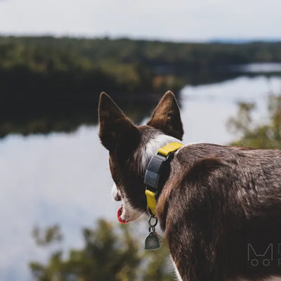 What Is the 3-3-3 Rule for Dogs? A Guide to Helping Your New Pup Adjust