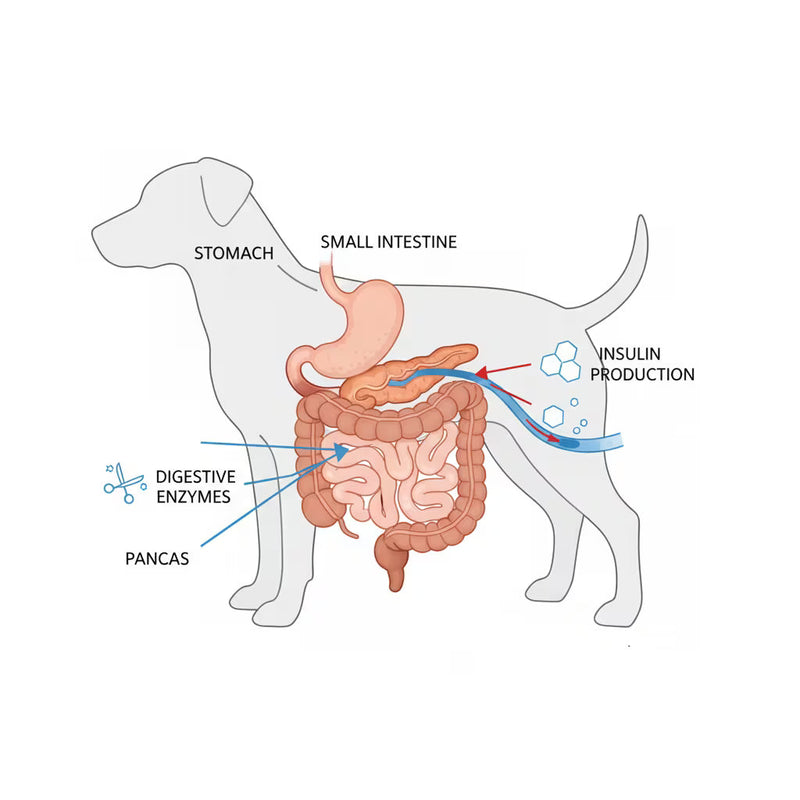 Diagram showing dog pancreas location and functions: producing digestive enzymes for food breakdown and insulin for blood sugar regulation.