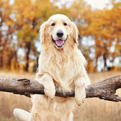 The Perfect Guide to Protein For Dogs: Fuel Your Dog's Best Life
