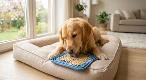 Lick Mats & Enrichment Toys: Spring Anxiety Relief for Pets Adjusting to Longer Days