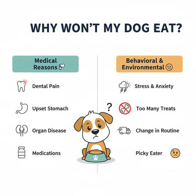 PawVortex Presents: My Dog Won't Eat! A Vet's Guide to Causes & Solutions