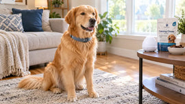 Best Calming Collars for Dogs 2026: Dog Calming Collar Guide