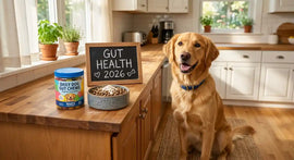 Happy dog sitting next to probiotic chews and food bowl in sunny American kitchen, promoting gut health.