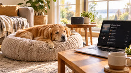 Golden retriever relaxing on a PawVortex calming bed while classical music plays in a sunny USA living room