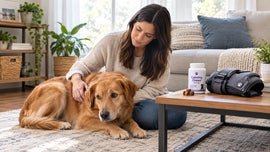 PawVortex guide to calming an anxious dog at home in a bright American living room setting