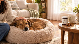 Relaxed dog resting on a calming bed in a sunny USA living room — PawVortex natural calming remedies guide