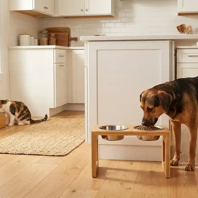 Best Raised Dog Bowl Stands 2026: Orthopedic & Elevated Feeders