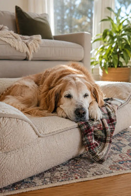 Senior Golden Retriever resting peacefully on an orthopedic bed in a sunny living room