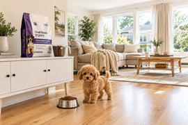 PawVortex USA teacup poodle standing by a small bowl of kibble in a bright American living room