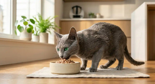 Russian Blue cat eating high protein wet food from a ceramic bowl on a modern kitchen floor