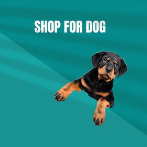 Dog Accessories for Everyday Comfort & Adventure