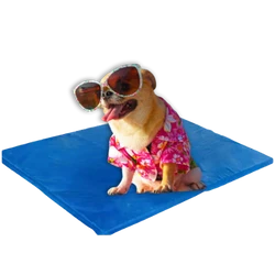 ☀️ Pawsome Summer Splash – Hot Deals for Cool Pets!