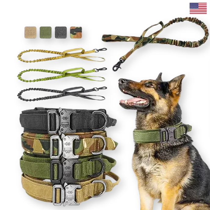 Dog training equipment including collars, leashes, and a dog sitting on a white background.