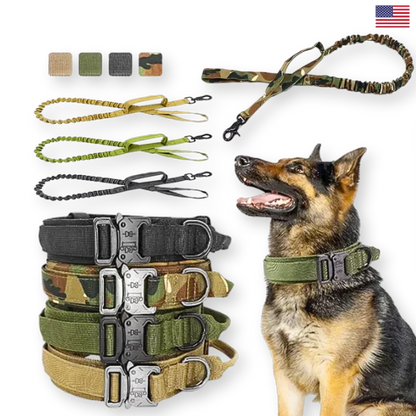 Dog training equipment including collars, leashes, and a dog sitting on a white background.