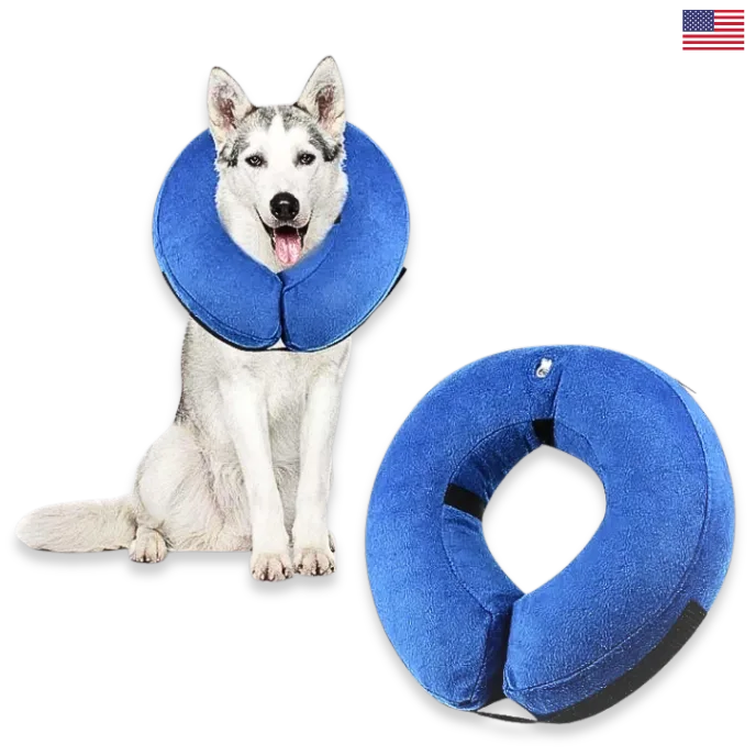 Dog wearing a blue cone collar with a close-up of the collar on a white background.