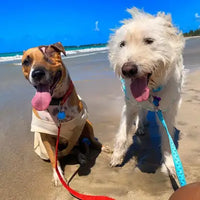 An American Pit Bull Terrier mix and a white Terrier mix wearing colorful leashes while sitting on a sandy beach during a sunny day customer review photo.